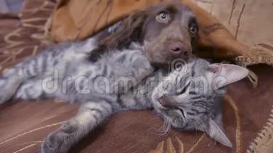 猫和狗在室内一起睡觉的有趣视频。 友谊猫狗